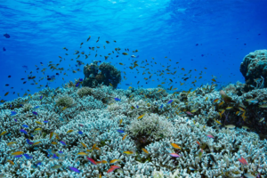 Biodiversité sous-marine